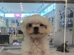 -翊宠yipet猫狗购宠庄园犬舍•猫舍