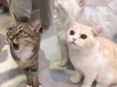 -Heymao猫咖.咖啡厅(东门店)