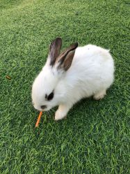 -萌宠亲子动物乐园(槐房万达店)