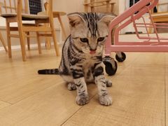 -Let's go狗咖·猫咖·奶狗·桌游(春熙路IFS店)