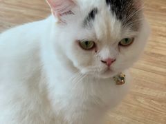 猫咖啡-猫小主咖啡·猫咖cat cafe(福田店)