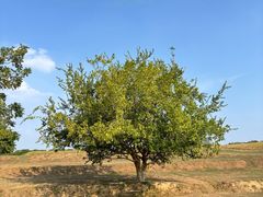 -盘龙城国家考古遗址公园