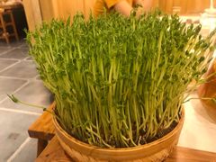 鲜豆苗-廣順興(天明路店)