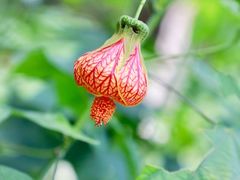 -广西壮族自治区药用植物园