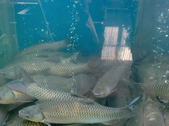 -淘米捞·米汤脆鲩鱼火锅(福田皇岗店)