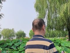 -白洋淀景区