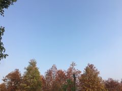 -瑶湖郊野森林公园