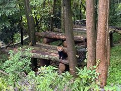-都江堰中华大熊猫苑