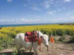 -青海湖国家重点风景名胜区