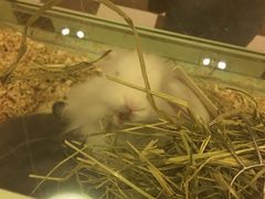 -龙猫仔乐园(惠福东路店)