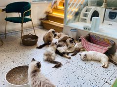 -喵喵咪呀布偶猫咖(春熙路店)