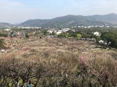 -香雪海