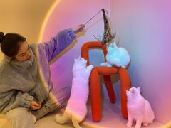 -More Fun猫咖 二十只万元加菲主题