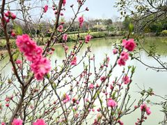 -武汉紫薇都市田园