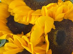 -循礼门鲜花花市(武汉循礼门店)