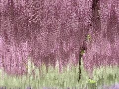 -嘉定紫藤园