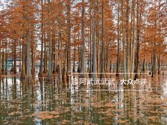 -白鹭湾湿地公园
