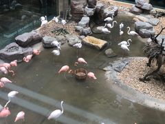 -彩蝶谷美食廊·粤式经典南番顺·铁板烧烤泰风味(广州长隆酒店)