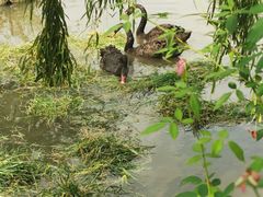 -鹅湖玫瑰文化园
