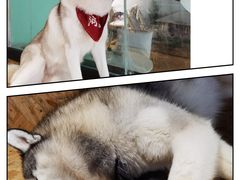 -Husky Go! 哈士奇体验馆·宠物咖啡厅狗咖