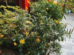 -尼玛藏家风味园(阿山食城店)