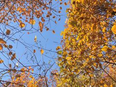 -北京西山国家森林公园