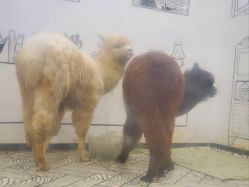 -神奇动物撸宠馆·羊驼·小浣熊·异宠(豫园店)