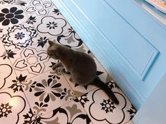 -遇见羊驼·奶狗咖·布偶猫咖·法斗柯基柴犬阿拉斯加(春熙路太古里IFS店)