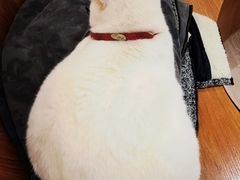 -有猫主题·治愈系猫咖(曾厝垵店)