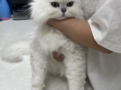 -中农国际动物医院24小时·猫科·骨科·急重症中心