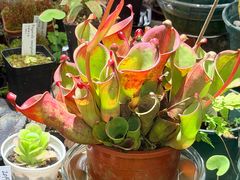 -北京植物园-展览温室