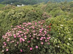 -贵州百里杜鹃风景名胜区