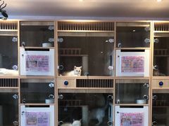-猫猫幼稚园·撸猫·桌游·电玩