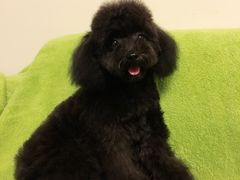 -小勇士宠物美容工作室