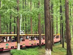 -黄海国家森林公园