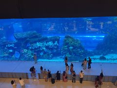 -迪拜水族馆及水下动物园