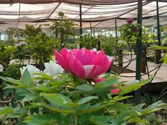 -洛阳市隋唐城遗址植物园