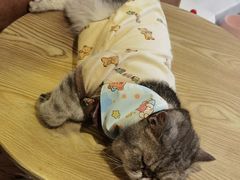 -楼上猫咖(罗湖店)