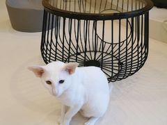 -飞行喵MR PILOT|猫舍·猫咖(静安大融城店)