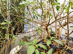 -正佳雨林生态植物园