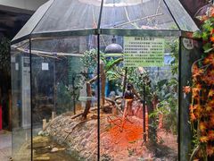 -上海大自然野生昆虫馆(东方明珠·爬宠昆虫探索中心)