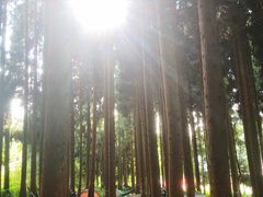 -武陵山森林公园