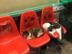 -猫咪博物馆(顶澳仔猫街店)