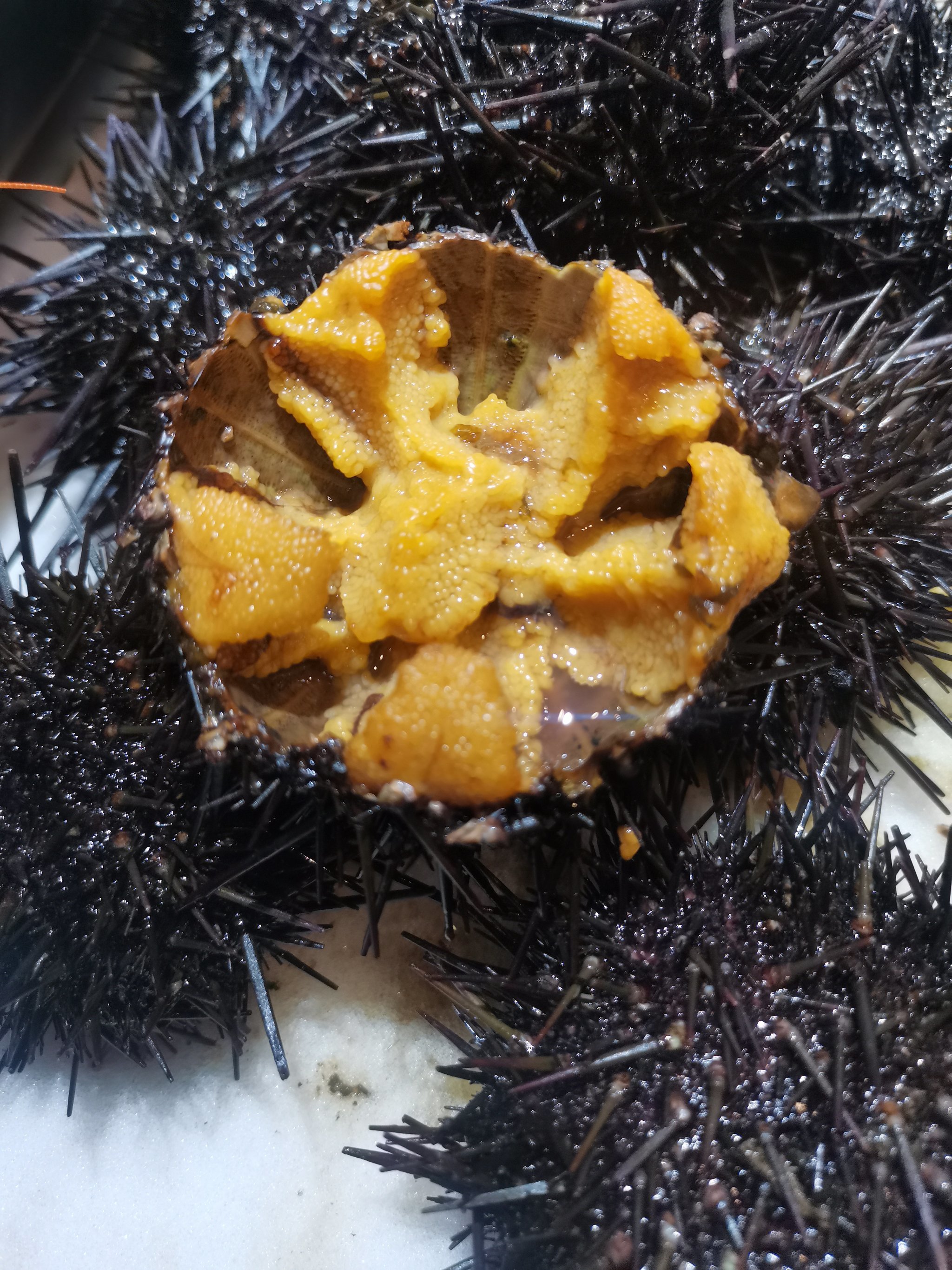 这是什么海胆呀