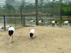 -盐城丹顶鹤湿地生态旅游区