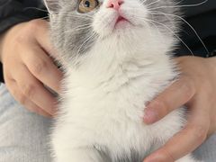 -lincat·猫舍(广州店)