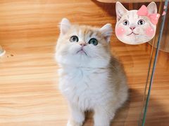 -猫十亿·布偶金渐层·曼基康矮脚猫舍(青年路店)