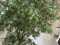 -苏州图书馆(人民路总馆)