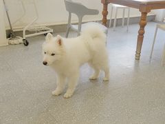 -Let's go狗咖·猫咖·奶狗·桌游(春熙路IFS店)