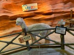 -酷嗒动物文化乐园(cutezoo西溪乐天城店)